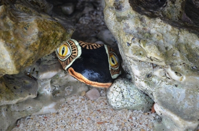 salamandra_6