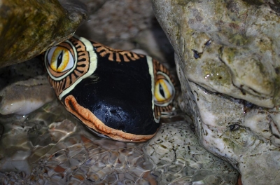 salamandra_7