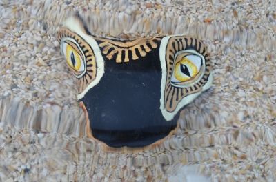 salamandra_10