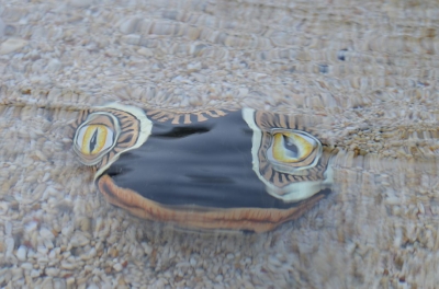salamandra_11