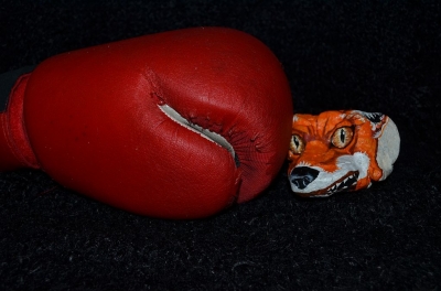 fox_11